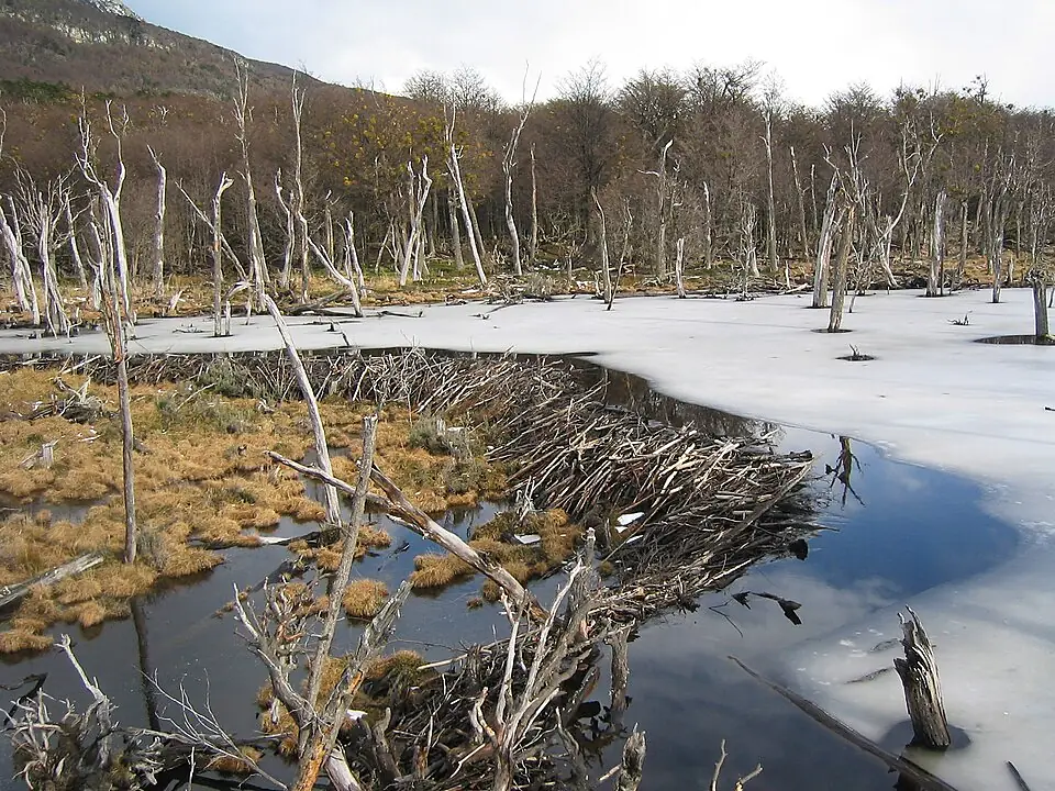 Dense lenga beech forest and open grassland in the wilderness of Chilean Tierra del Fuego